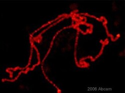 Abcam Rabbit polyclonal to Histone H3 (phospho S10), Quantity: Each of