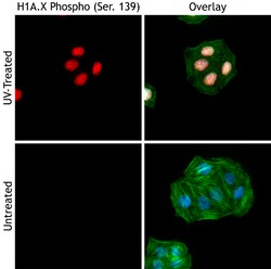 Biolegend Purified anti-H2A.X Phospho (Ser139), Quantity: Each of 1