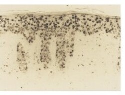 Abcam Mouse monoclonal [N45.1] to 8-Hydroxy-2'-deoxyguanosine, Quantity: