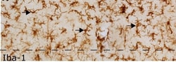 anti-Iba1, Polyclonal, Abcam 100&mu;g, Unlabeled:Antibodies, Polyclonal