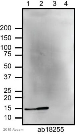 Abcam Rabbit polyclonal to Histone H2A - ChIP Grade, Quantity: Each of
