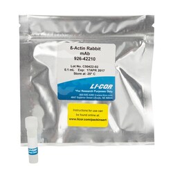 LI COR BIOTECH LLC Actin Rabbit Monoclonal Antibody for Normalization (100