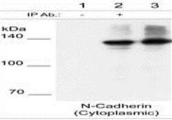Abcam Rabbit polyclonal to N Cadherin, Quantity: Each of 1
