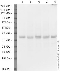 Abcam Rabbit polyclonal to VDAC1/Porin - Mitochondrial Loading Control,