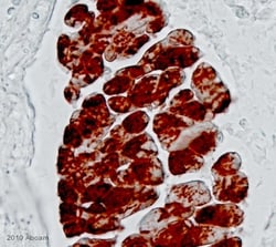 Abcam&nbsp;Biotinylated Goat Anti-Rabbit IgG (H+L) (Ready to use), 125ML