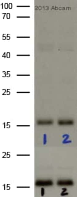 Abcam Mouse monoclonal [mAbcam 14955] to Histone H3 (phospho S10), Quantity: