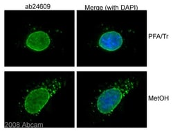 Abcam Mouse monoclonal [Mab414] to Nuclear Pore Complex Proteins, Quantity: