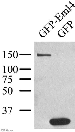 Abcam Rabbit polyclonal to GFP, Quantity: Each of 1