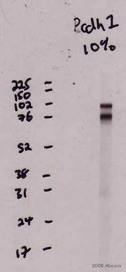 Abcam Goat Anti-Mouse IgG H&L (HRP), Quantity: Each of 1