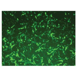 System Biosciences LLC&nbsp;pPACKH1 HIV LENTIVECTOR PACKAGING KIT - 10TpPACKH1 HIV Lentivector Packaging Kit= 10 Transfections