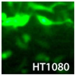System Biosciences LLC NEW TRANSDUX - REAGENT