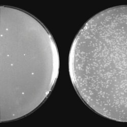 System Biosciences LLC&nbsp;COLD FUSION CLONING KIT CELLS - 10Cold Fusion Cloning Kit with Competent Cells = 10 Reactions