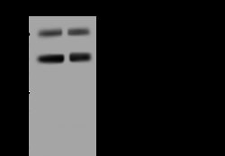 Sino Biological NCL Antibody, Rabbit PAb, Antigen Affinity Purified 100uL,