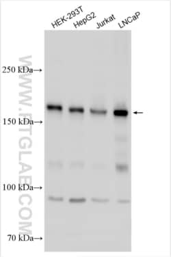 NCOA2 Rabbit, anti-Human, Polyclonal, Proteintech