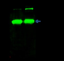 Sino Biological Nicastrin / NCSTN Antibody, Rabbit MAb 100uL, Quantity: