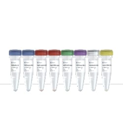 VAZYME INTERNATIONAL LLC&nbsp;DNA Library Prep Kit