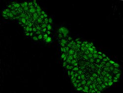 Sino Biological Anti-Neurogenin-2 Antibody, Rabbit Polyclonal, Quantity: