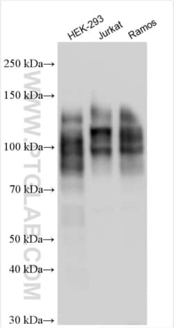 NFATC1 Rabbit, anti-Human, Polyclonal, Proteintech Quantity: 150 &mu;L:Antibodies