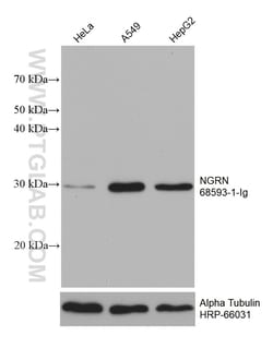 NGRN Mouse, anti-Human, Clone: 2C2C9, Proteintech Quantity: 150 &mu;L:Antibodies