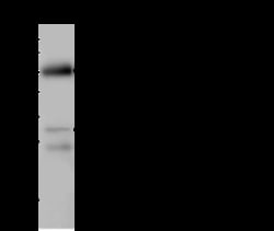 Sino Biological Anti-NKX1-2 Antibody, Rabbit Polyclonal, Quantity: Each