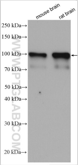NLGN3 Rabbit, anti-Human, Polyclonal, Proteintech