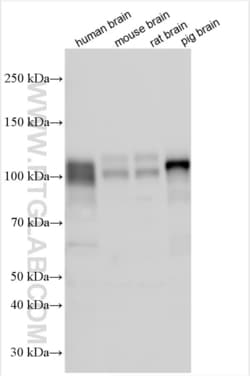 NLGN4X Rabbit, anti-Human, Polyclonal, Proteintech Quantity: 150 &mu;L:Antibodies