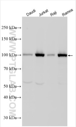 NLRC3 Rabbit, anti-Human, Polyclonal, Proteintech Quantity: 20 &mu;L:Antibodies