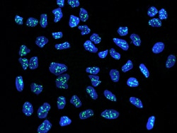 Sino Biological NOLC1 Antibody, Rabbit PAb, Antigen Affinity Purified 100uL,