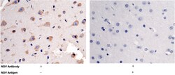 Sino Biological Anti-NOV/CCN3 Antibody, Rabbit Polyclonal, Quantity: Each