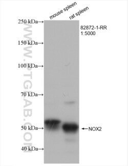 NOX2 Rabbit, anti-Human, Clone: 1B17, Proteintech:Antibodies:Primary Antibodies