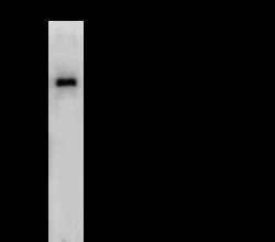 Sino Biological Influenza A Nucleoprotein / NP Antibody, Rabbit PAb, Antigen