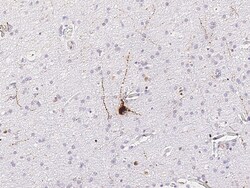 Sino Biological Anti-Neuropeptide Y Antibody, Rabbit Polyclonal, Quantity: