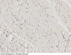 Sino Biological Anti-NRF1 Antibody, Rabbit Polyclonal, Quantity: Each of