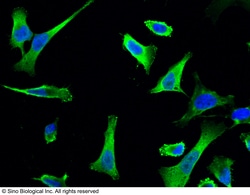 Sino Biological NUDC Antibody, Rabbit PAb, Antigen Affinity Purified 100uL,