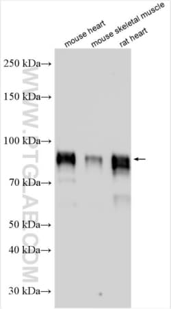 Nexilin Rabbit, anti-Human, Polyclonal, Proteintech Quantity: 150 &mu;L:Antibodies