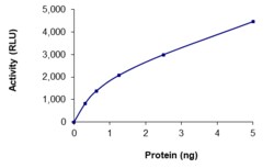 Sino Biological&nbsp;Recombinant Human OTUB2 Protein (Full Length, His Tag), Active