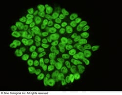 Sino Biological Anti-Oct4 Antibody, Rabbit Polyclonal, Quantity: Each of