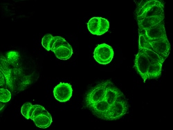Sino Biological ORP150 / ORP150 / HYOU1 / HSP12A Antibody, Rabbit MAb 100uL,