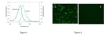 AnaSpec Beta - Amyloid (1 - 42), HiLyteᵀᴹ Fluor 488 - labeled, Human. 0.1 mg