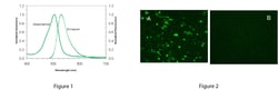 AnaSpec Beta - Amyloid (1 - 42), HiLyteᵀᴹ Fluor 488 - labeled, Human. 0.1