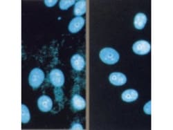 AbD Serotec Mycoplasma Removal Agent, 5 mL