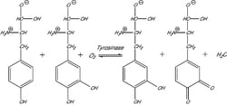 Sigma Aldrich Fine Chemicals Biosciences Tyrosinase from mushroom, 9002-10-2,