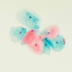 Polysciences, Inc. Gill's Hematoxylin #1; Polysciences; For cytology; Composition: