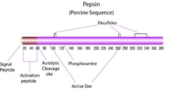Sigma Aldrich Fine Chemicals Biosciences Pepsin from porcine gastric mucosa