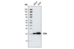 Cell Signaling Technology T Cell Signaling Antibody Sampler Kit 1 Kit,