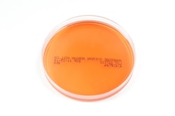 Anaerobe Systems CCFA - Cycloserine Cefoxitin Fructose Agar, 1 Plate/Pkg,