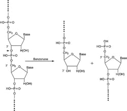 Sigma Aldrich Fine Chemicals Biosciences Benzonase Nuclease, 9025-65-4,