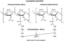 Sigma Aldrich Fine Chemicals Biosciences Lysostaphin from Staphylococcus