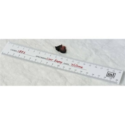 Market Lab Paper Bio-Ruler, 20 pads, 500 per pack, Quantity: Pack of 1