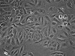 ADDEXBIO TECHNOLOGIES HACAT CELLS (T0020001, Quantity: Each of 1